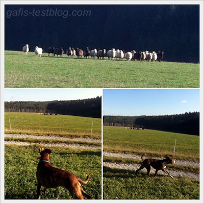 Boxer Amy mit Schafherde