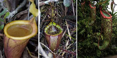 Tanaman Pitcher Makan Tikus (Nepenthes attenboroughii)