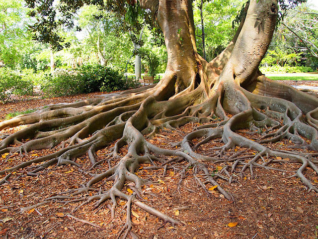 Radici Ficus