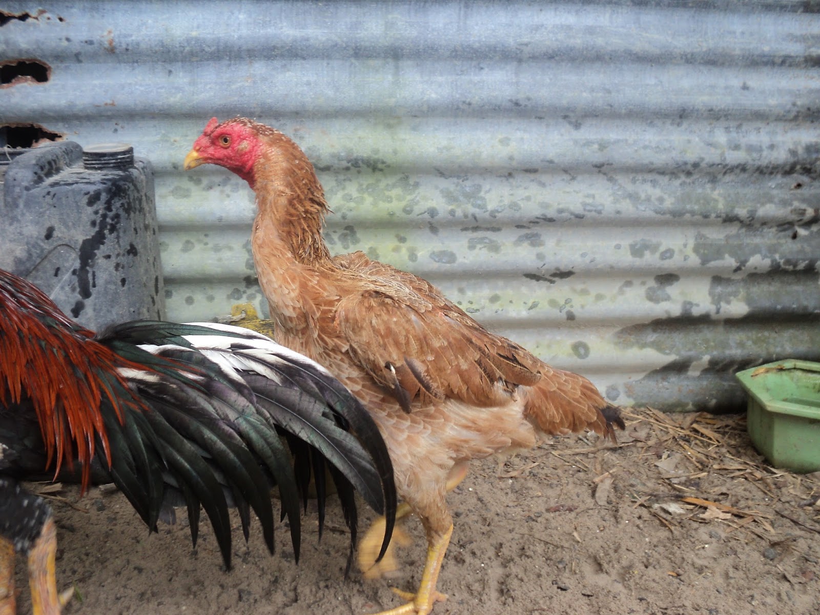 Ayam Sabung: Gambar terbaru
