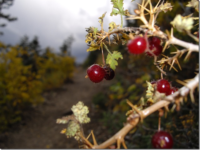 wild gooseberry?