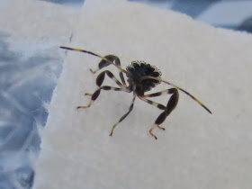 Eastern Leaf-footed Bug