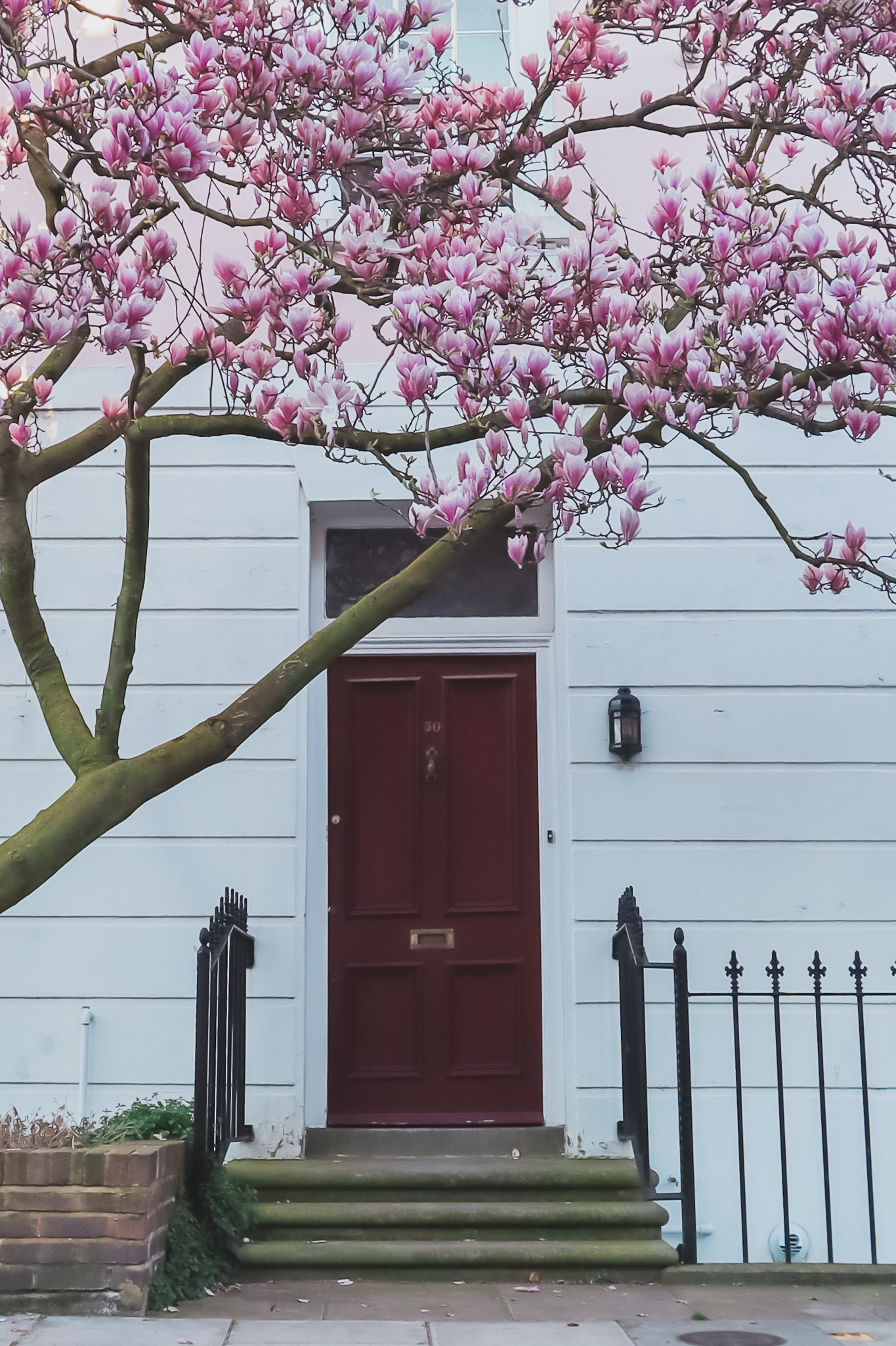 popular magnolia in bloom in london
