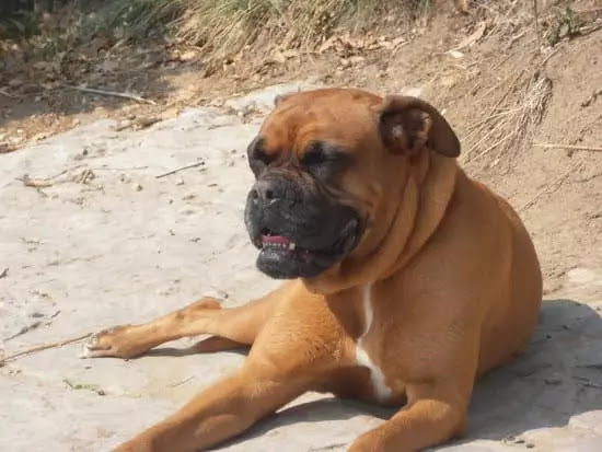 Boxer | Top 10 Cutest Large Dog Breedsr