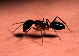 little Black Ant