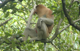 Bekantan di Hutan Mangrove Tarakan 