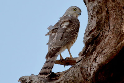 Eurasian Sparrowhawk