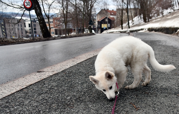 hvit gjeterhund