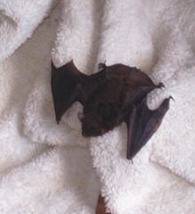 bat2