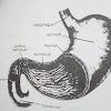 DIGESTION IN THE STOMACH