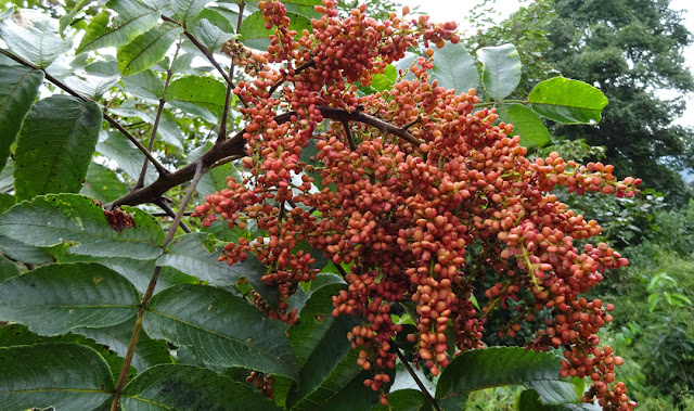 Bhakkimlo (Rhus javanica )