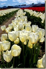 LaConnorIMG_6775