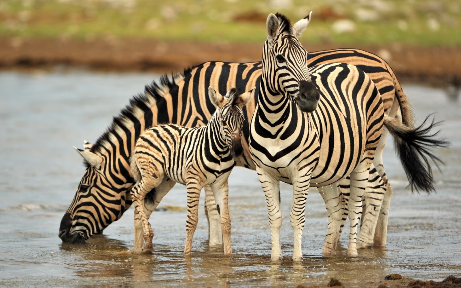 Top 20 Most Cute And Dashing Zebra Wallpapers In Hd Afalchi Free images wallpape [afalchi.blogspot.com]