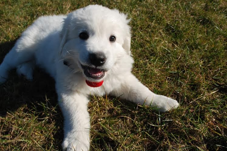  polish tatra puppy