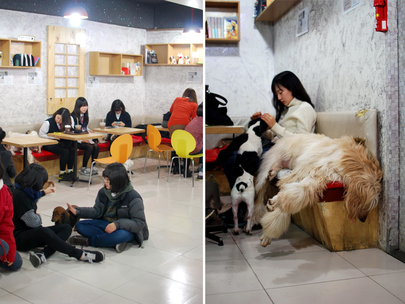 Trixie Flo Myeongdong Dog  Cafe 