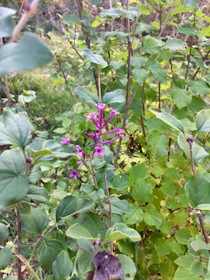 lilac bloom in mid-October?