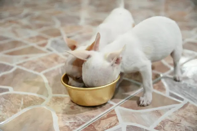 conseils-pour-nourrir-votre-chihuahua