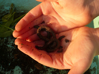 childs hands worm garden