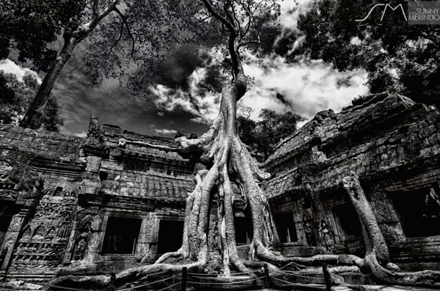 Ta Prohm Temple, Cambodia