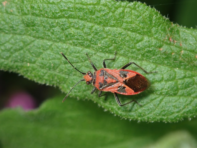 Corizus hyoscyami