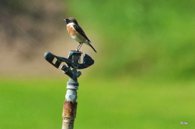 Male European Stonechat (Saxicola rubicola) in Dubai Pivot field