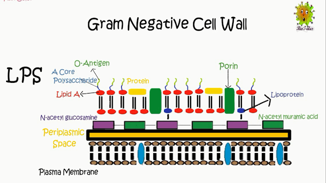 Cell Wall of Gram Positive and Gram Negative Bacteria - BioTales