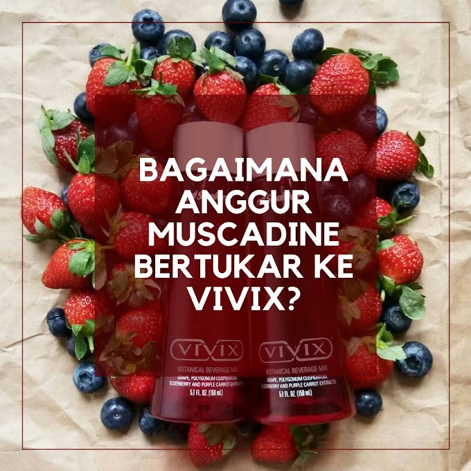 Bagaimana Anggur Muscadine Bertukar Ke Vivix?