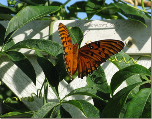 06-20-gulf-fritillary-a