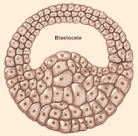 Resultado de imagen para blastocele