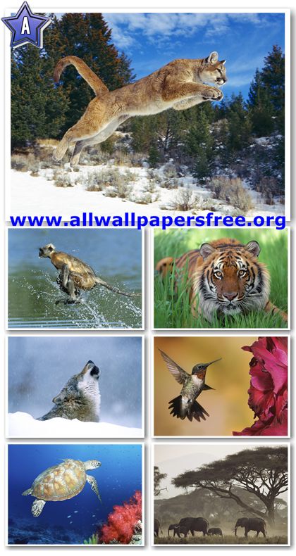 100 Amazing Animals Wallpapers 1600 X 1200 [Set 5]