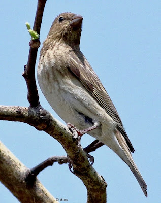 Common Rosefinch