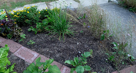 Edible Landscaping: replacing spent annual batchelor's Buttons