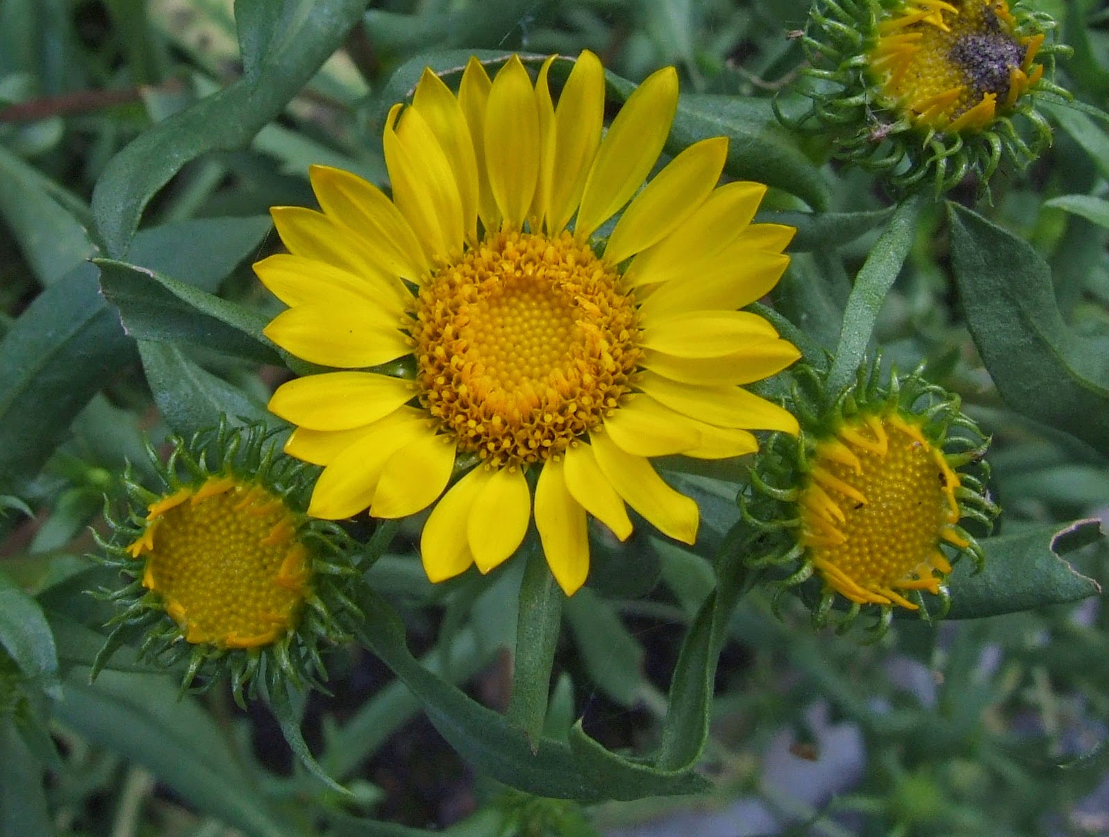  GRINDELIA ROBUSTA - கிரைண்டிலியா ரோபஸ்டா