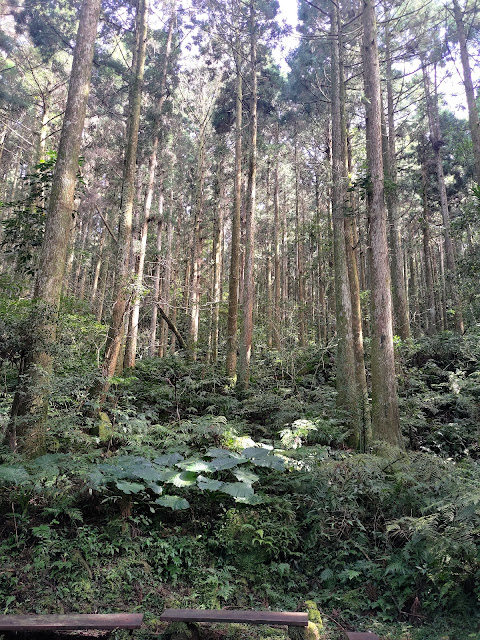 東眼山國家森林遊樂區 - 森林知性步道