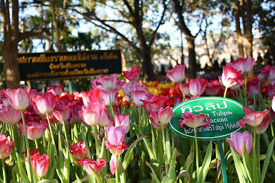 chiangrai flower festival