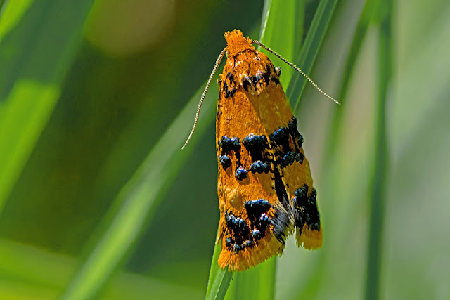 Commophila aeneana the Orange Conch moth