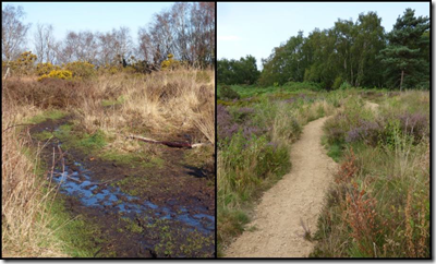 New path at Cleaver Heath (before and after)
