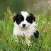 Collie Puppy Pictures