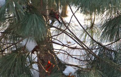 Cardinal and purple finch in pine tree