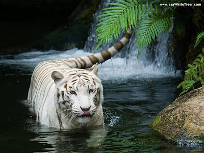 White tiger Waterfall Wallpaper