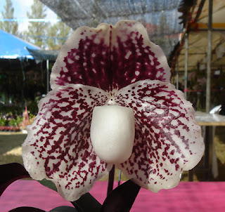 Paphiopedilum Orkid