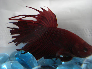 betta splenden, crowntail