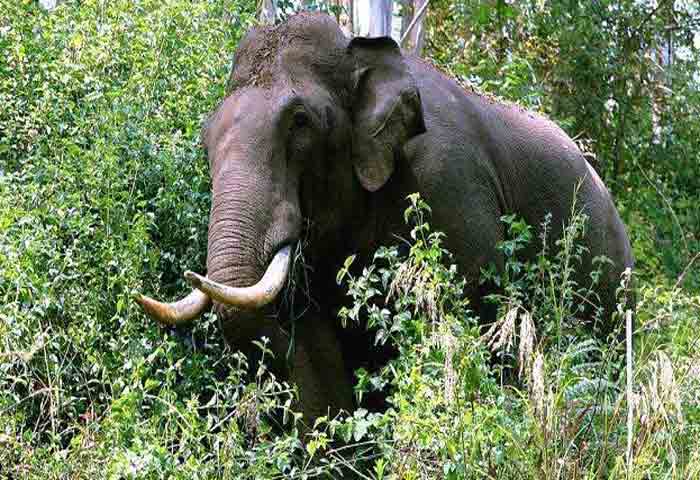 News,Kerala,State,Idukki,Wild Elephants,Elephant,Elephant attack,Top-Headlines,Latest-News,Trending,Kills,Shot,DCC, Migrating wild elephants will be shot: Idukki DCC President