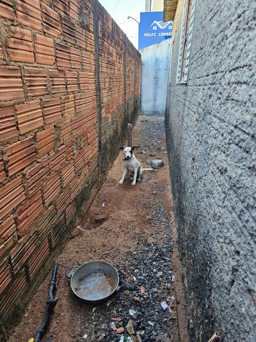 Idoso de 66 anos é preso em Botucatu por maus-tratos a filhote de cachorro