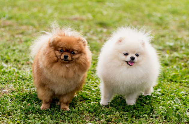 Pomeranian baby price in Meerut, Pomeranian puppy sale Meerut, Pomeranian puppy purchase Meerut, Pomeranian dog Meerut