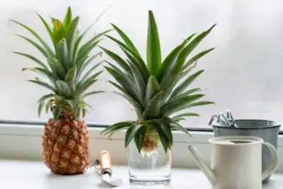 How to grow pineapple from Top