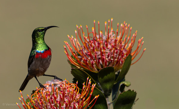 Bird Life at Kirstenbosch   :  Southern Double-Collared Sunbird © Vernon Chalmers Photography