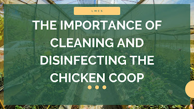 The Importance of Cleaning and Disinfecting the Chicken Coop,