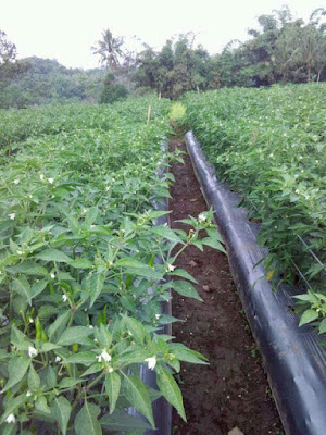 MANFAAT PEMBERIAN TIANG AJIR PADA TANAMAN CABE MANFAAT PEMBERIAN TIANG AJIR PADA TANAMAN CABE