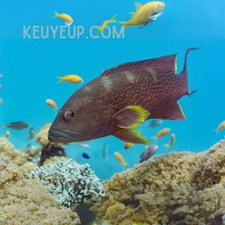 Ikan grouper batu (Epinephelus striatus)